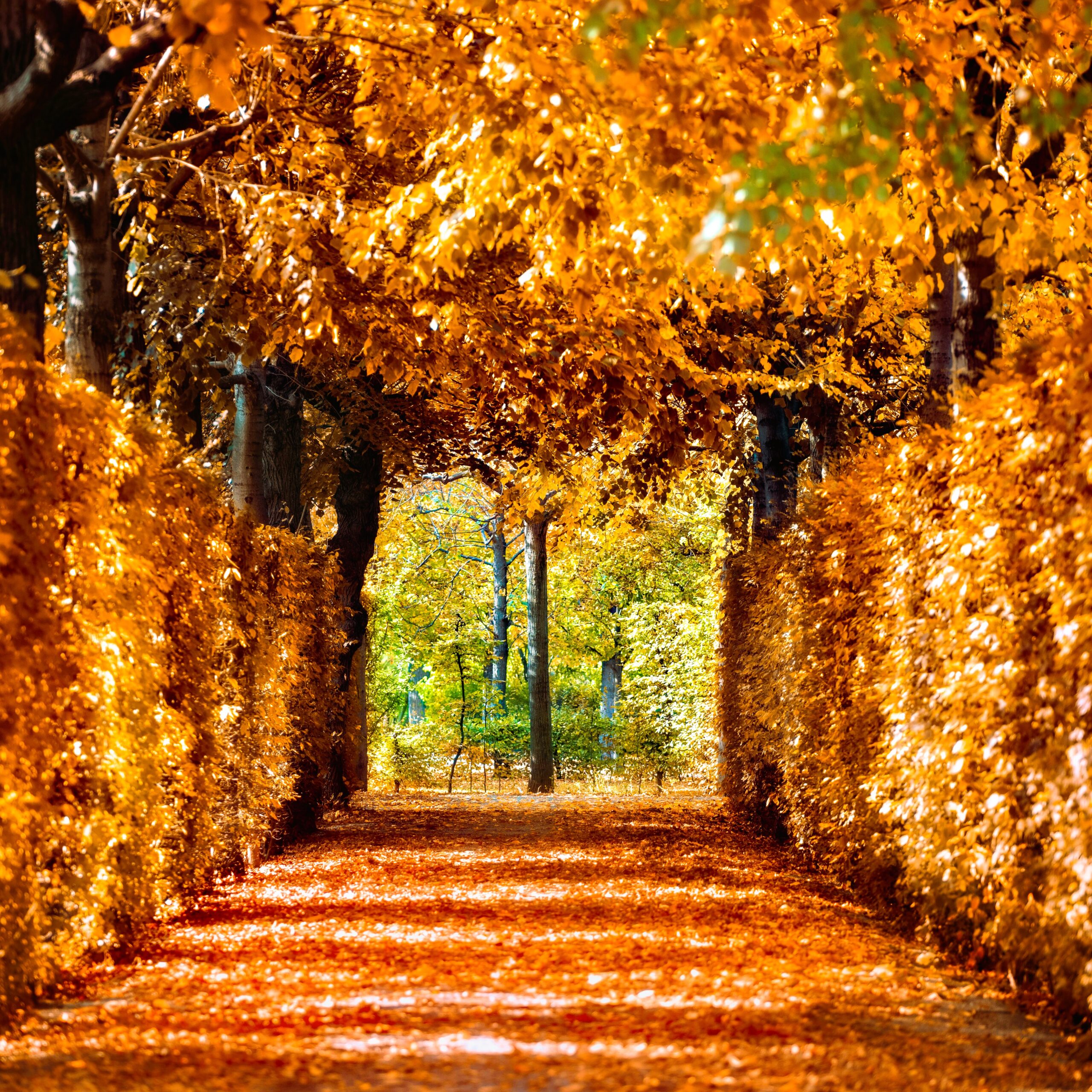 Best Things to Do in Vienna: A Journal for the Unhurried Traveler